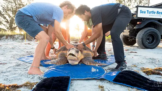 marine conservation rosenstiel school